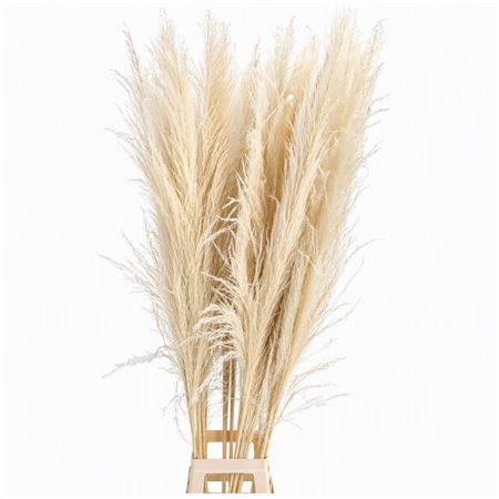 Dried Cortaderia Lao Grass Bleached