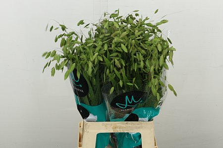 Siergras Chasmanth Latifolium