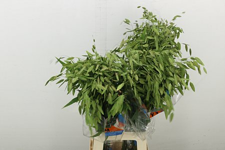Chasmanth Latifolium