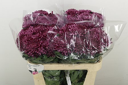 Chr G Bigoudi Purple