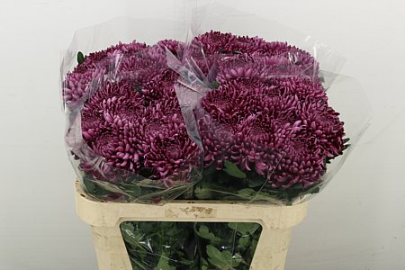 Chr G Bigoudi Purple