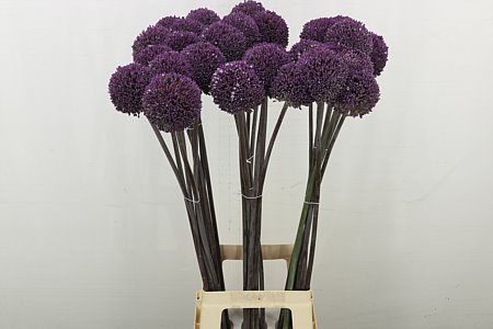 Allium Summer Drumme