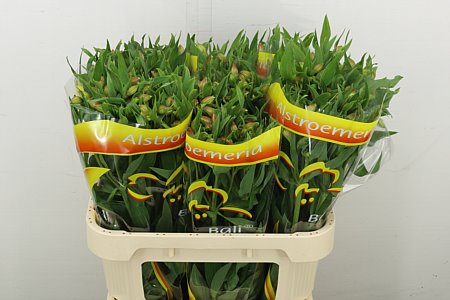 Alstr Bali