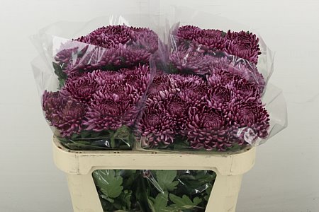 Chr G Bigoudi Purple