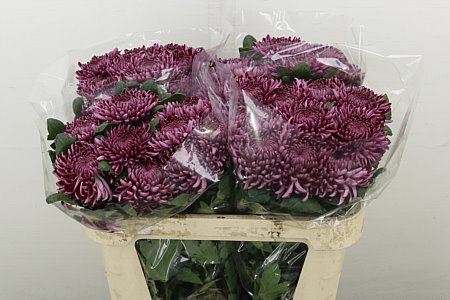 Chr G Bigoudi Purple