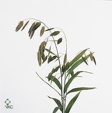 Chasm Latifolium