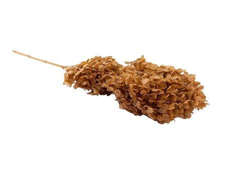 Dried Helichrysum | Salmon Natural | 75 Gr | 55 Cm