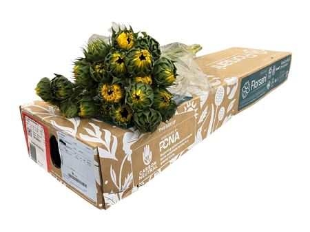 Helianthus Vincent's Choice