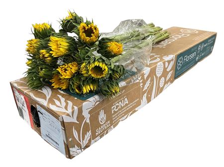 Helianthus Sunrich Gold