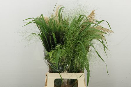 Siergras Mix