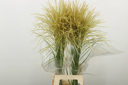 Siergras Miscanthus White