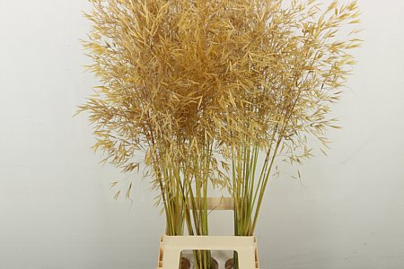 Siergras Stipa Gigantea
