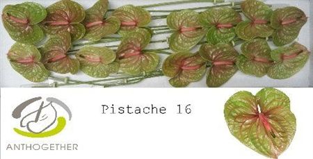 Anth A Pistache X10