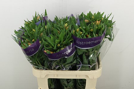 Alstr Aurora