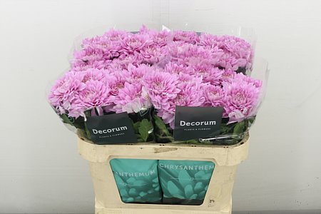 Chr G Kalimba