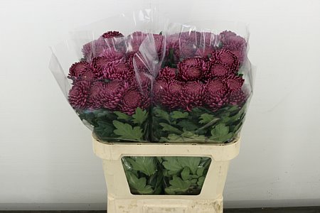 Chr G Bigoudi Purple