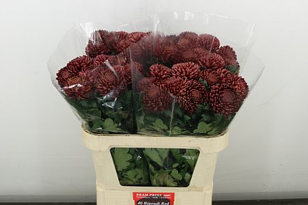 Chr G Bigoudi Red