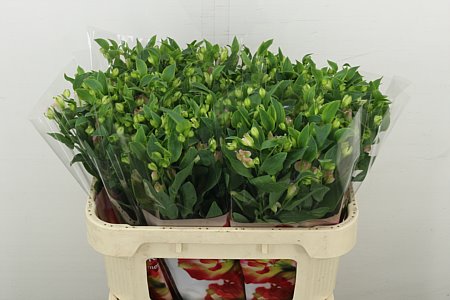 Alst Fl Charmelia Pink Rek..
