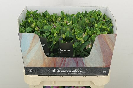 Alst Fl Charmelia Pink