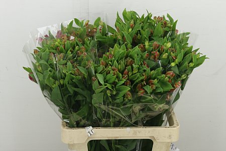 Alst Fl Coral
