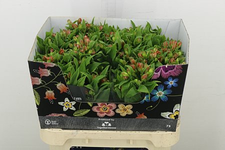 Alst Fl Coral