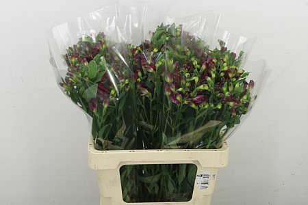 Alst Fl Charme Purplex