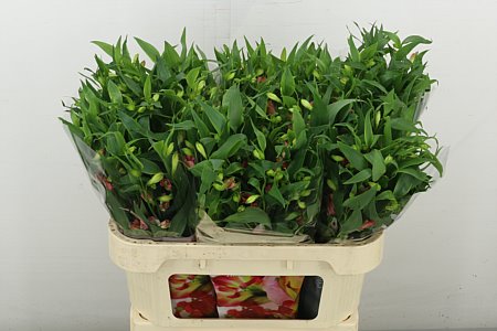 Alst Fl Charmelia Apricot Rek