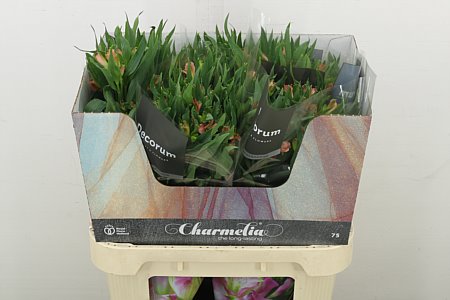 Alst Fl Charmelia Apricot