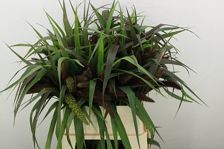 Setaria It Red Jewel