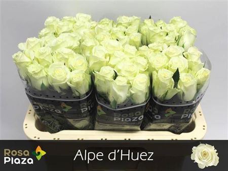 R Gr Alpe Dhuez