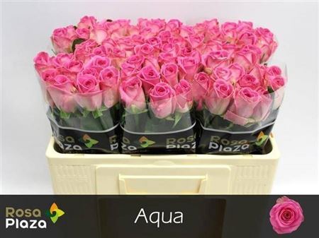R Gr Aqua! Imp