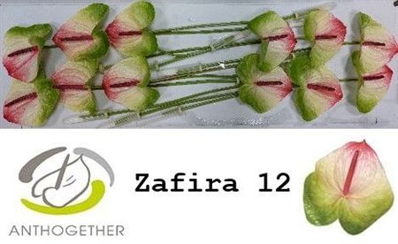 Anth A Zafira X12
