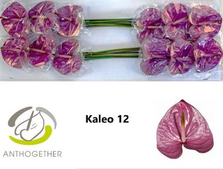 Anth A Kaleo X12