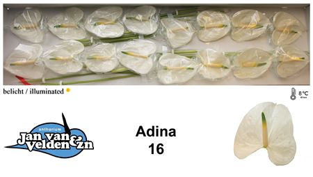 Anth A Adina X16
