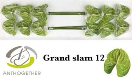 Anth A Grand Slam X12