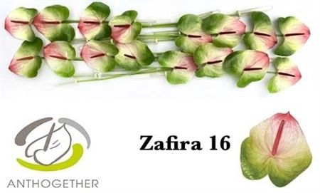 Anth A Zafira X16